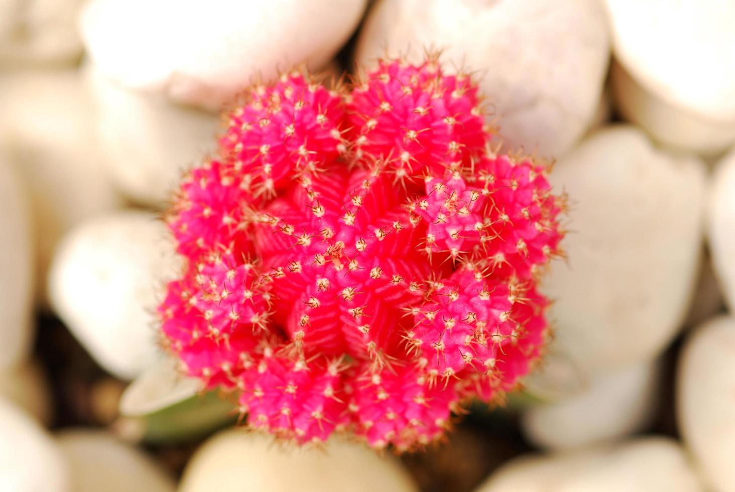 close up image of rows of cute colorful miniature cactus photo