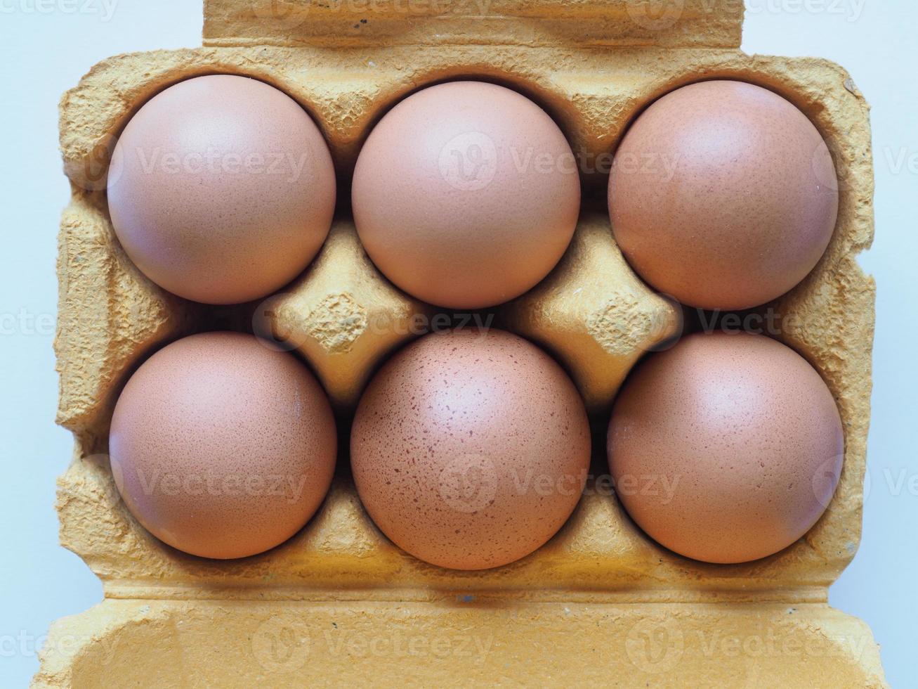 eggs in carton photo