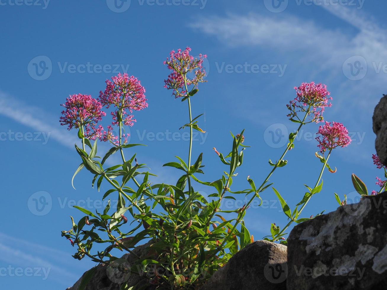 pink valerian flower over blue sky photo