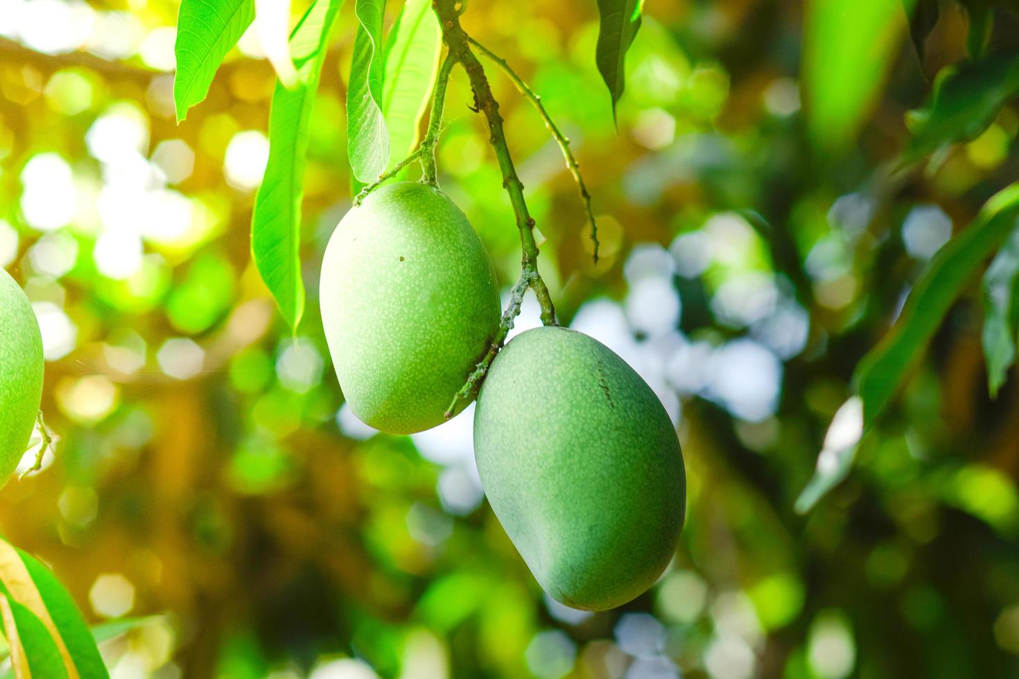 foto de fruta de mango fresco