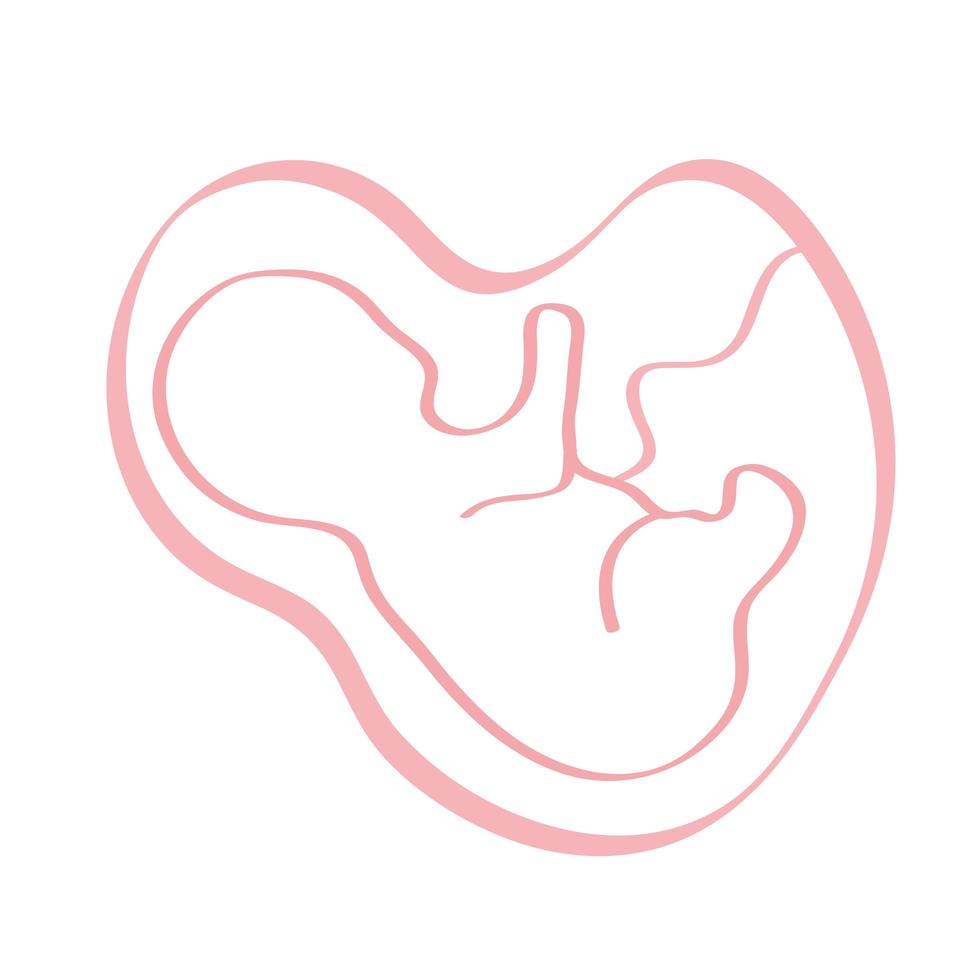 feto en placenta vector