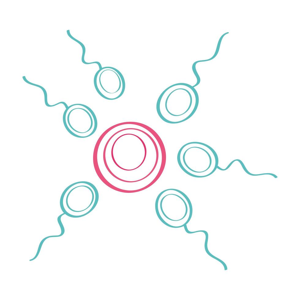 óvulo fertilizante de esperma vector