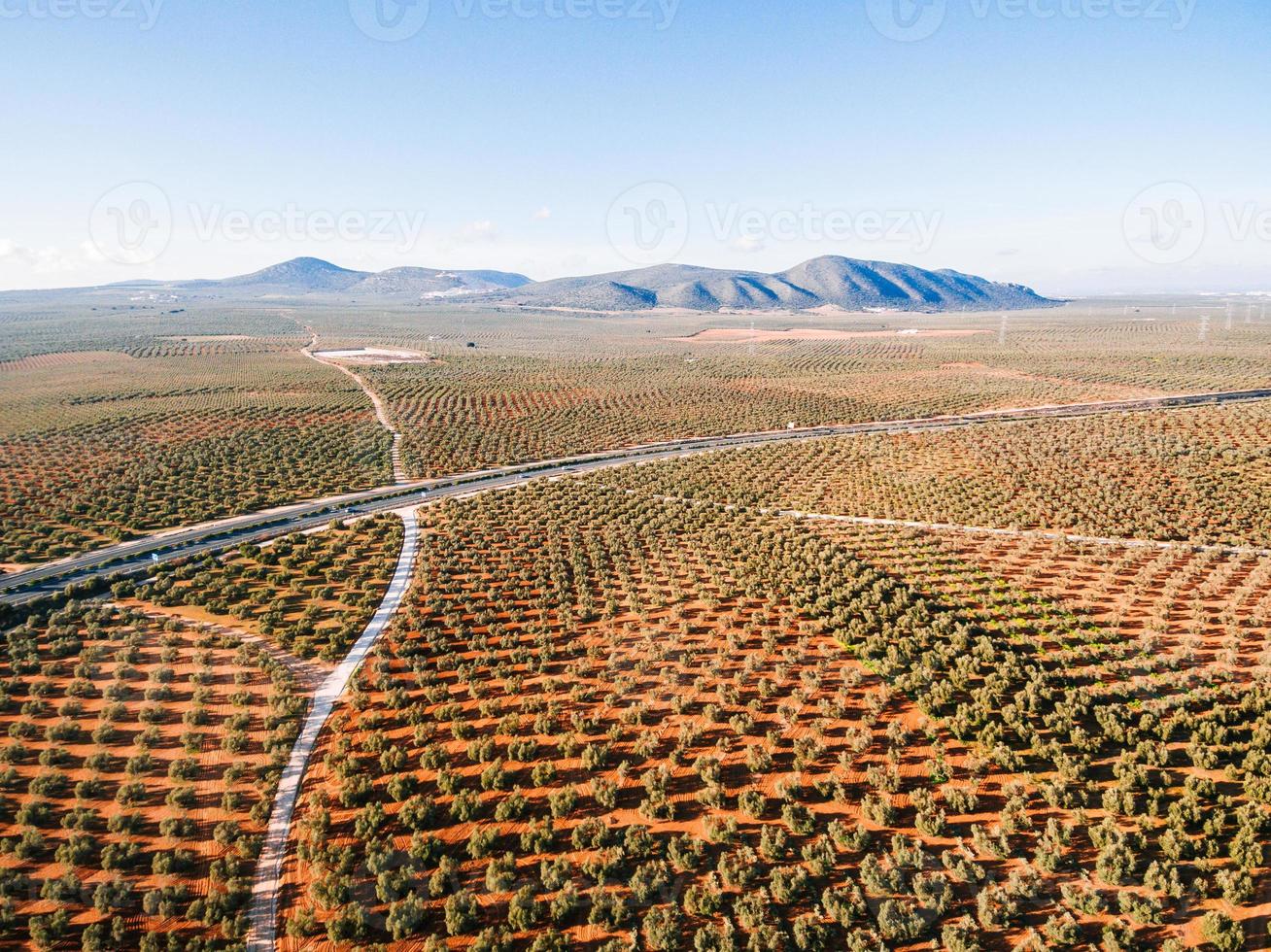 paisaje con campos de olivos, vista aérea foto