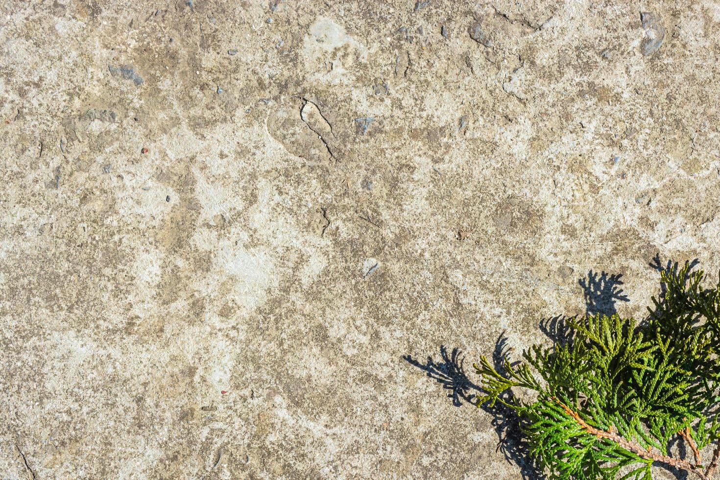 Green thuja branch on old concrete. photo