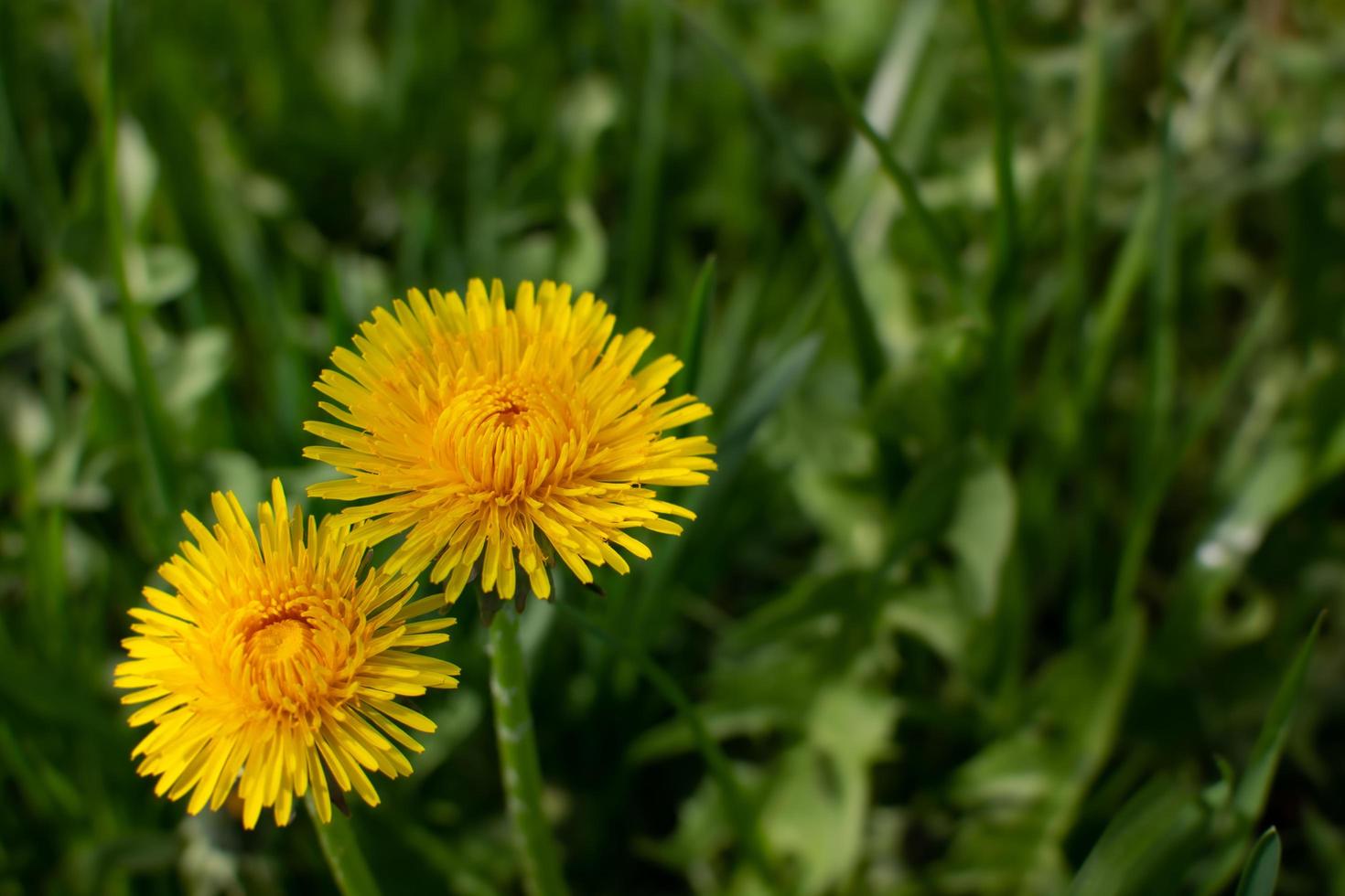 Two yellow dandelions on a green background. photo