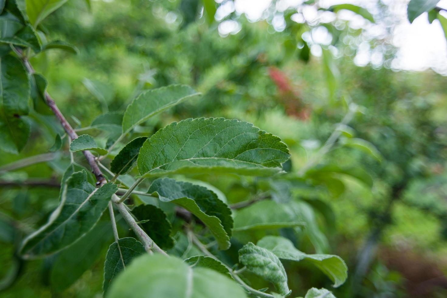 hojas de manzana verde. foto