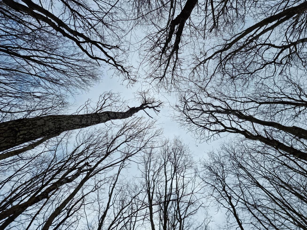 A background of trees in the forest that stretch up to the sky. photo