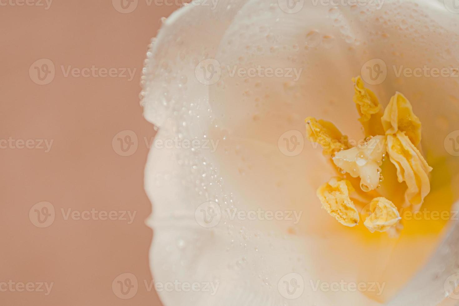 One white tulip covered with dew drops on a beige background close-up. photo