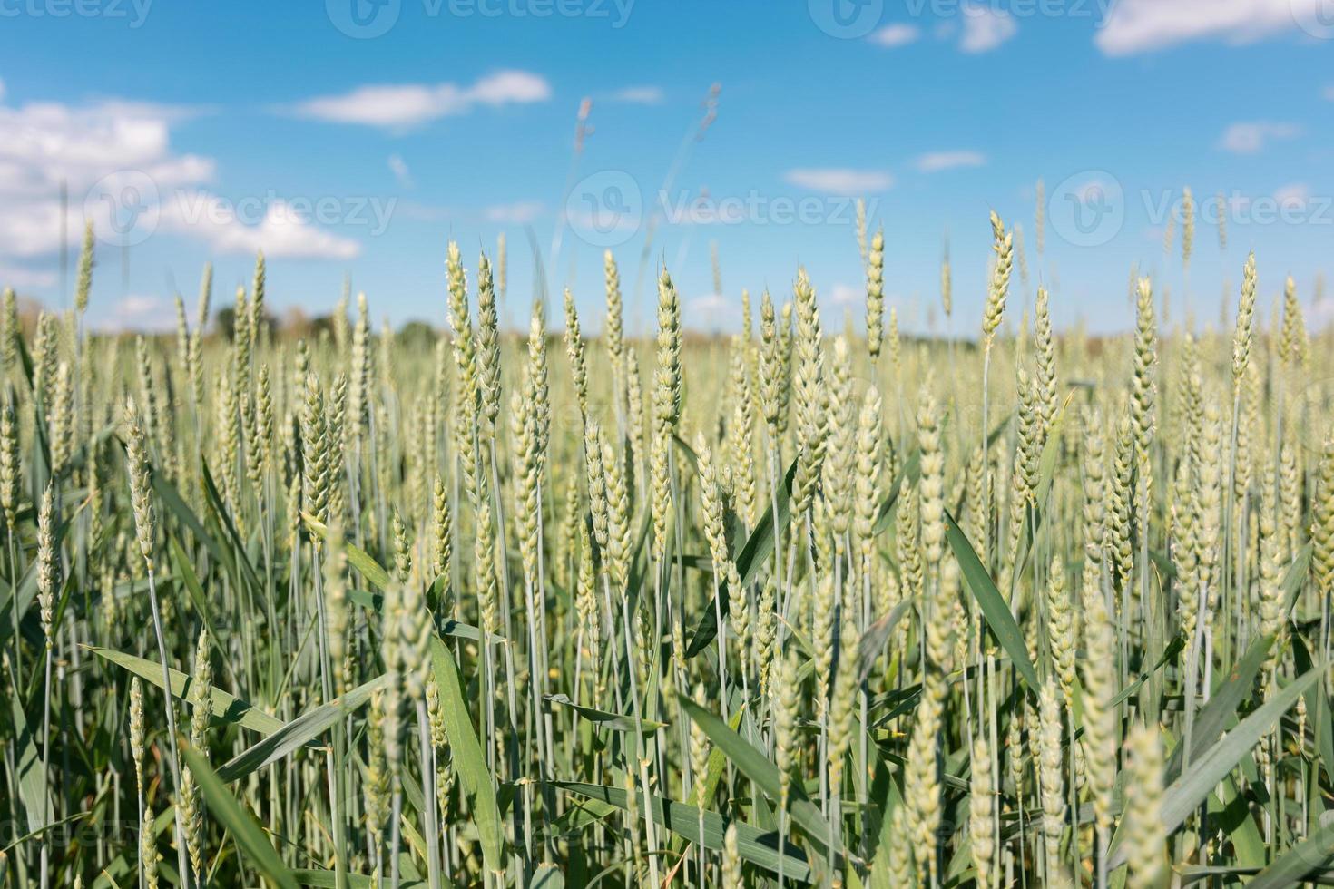 campo de trigo verde y fondo de cielo foto