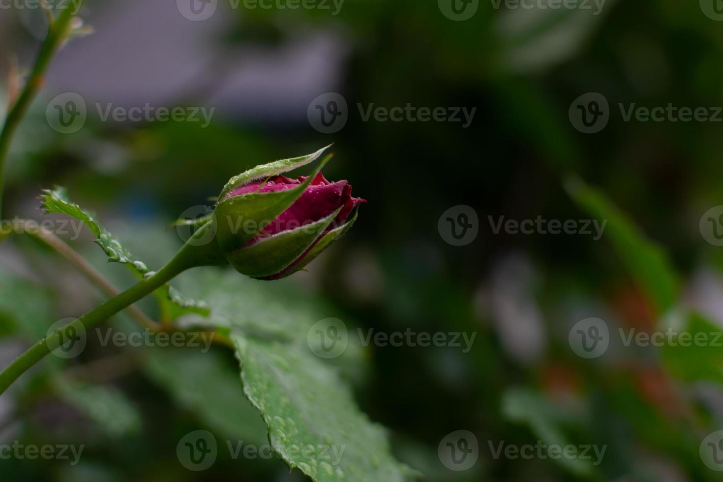 One red rose bud photo