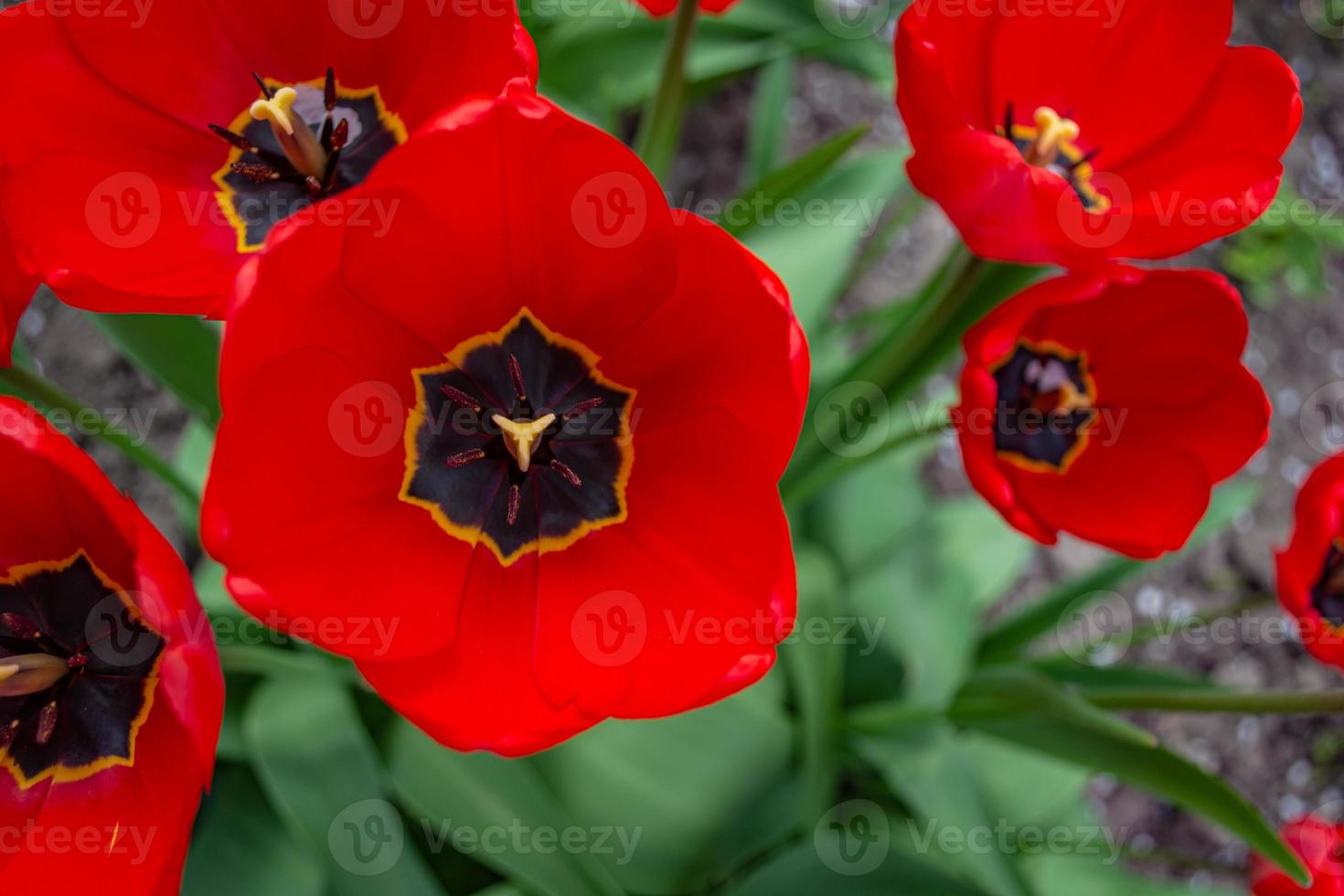Opened red tulips. Top view. Spring background. photo