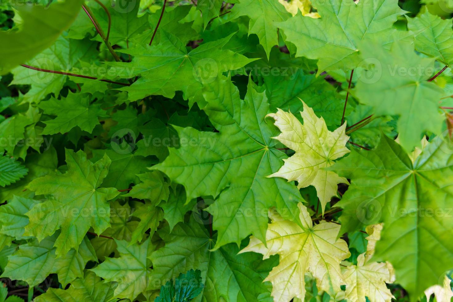 Young maple leaves on a small tree. Green background. photo
