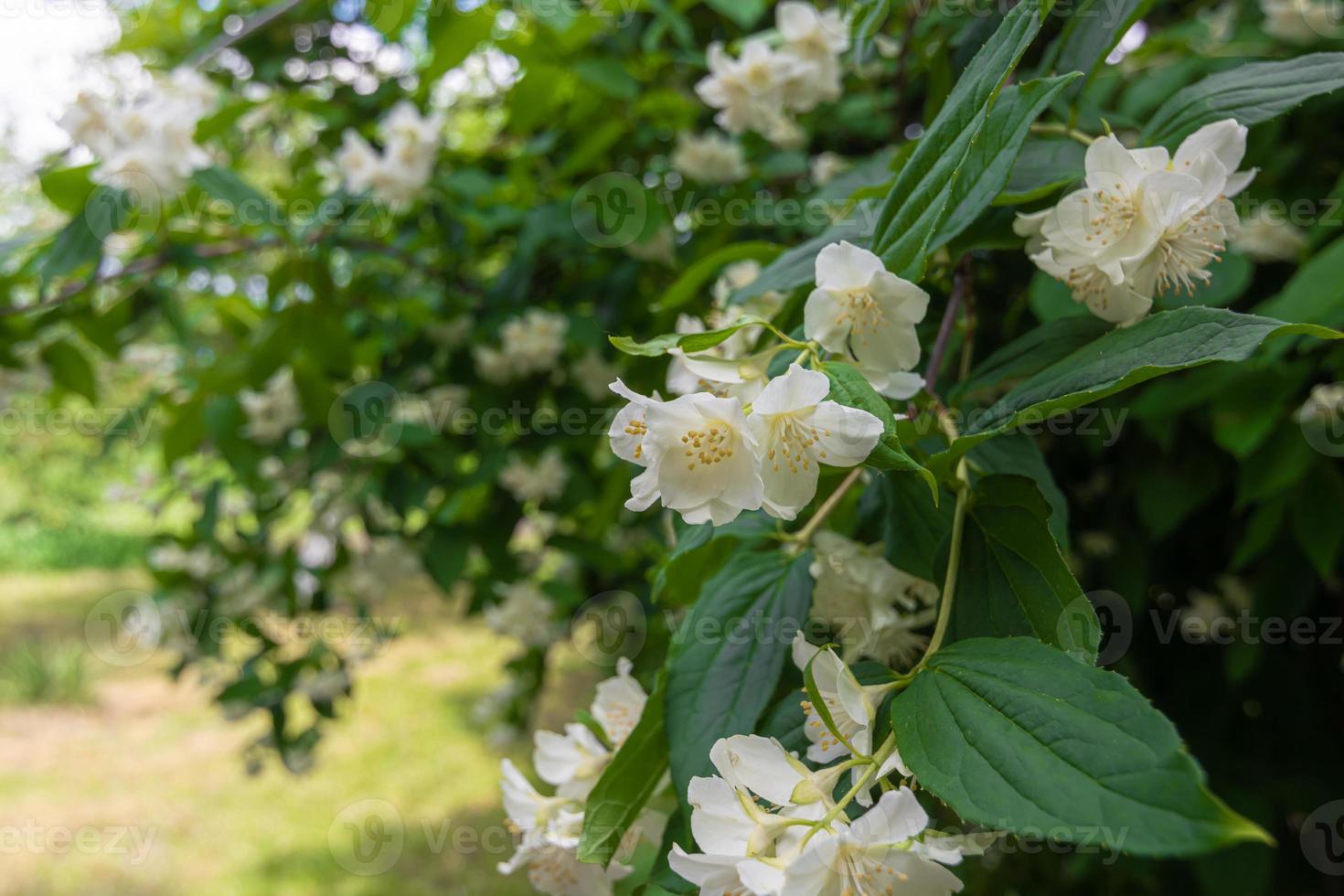 arbusto de jazmín blanco floreciente en el jardín. foto