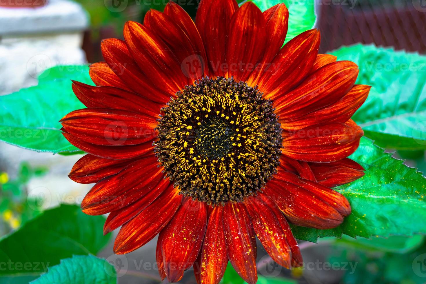 un hermoso girasol decorativo de color rojo oscuro que florece en el jardín, cubierto de polvo cubierto de polen amarillo. foto