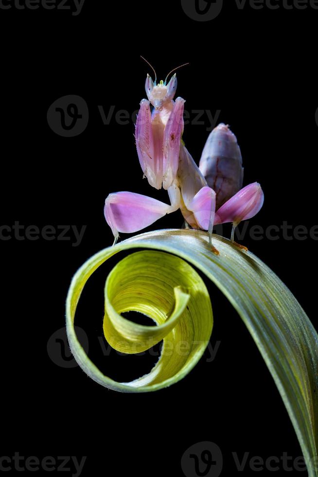 pink orchid mantis on leaf photo