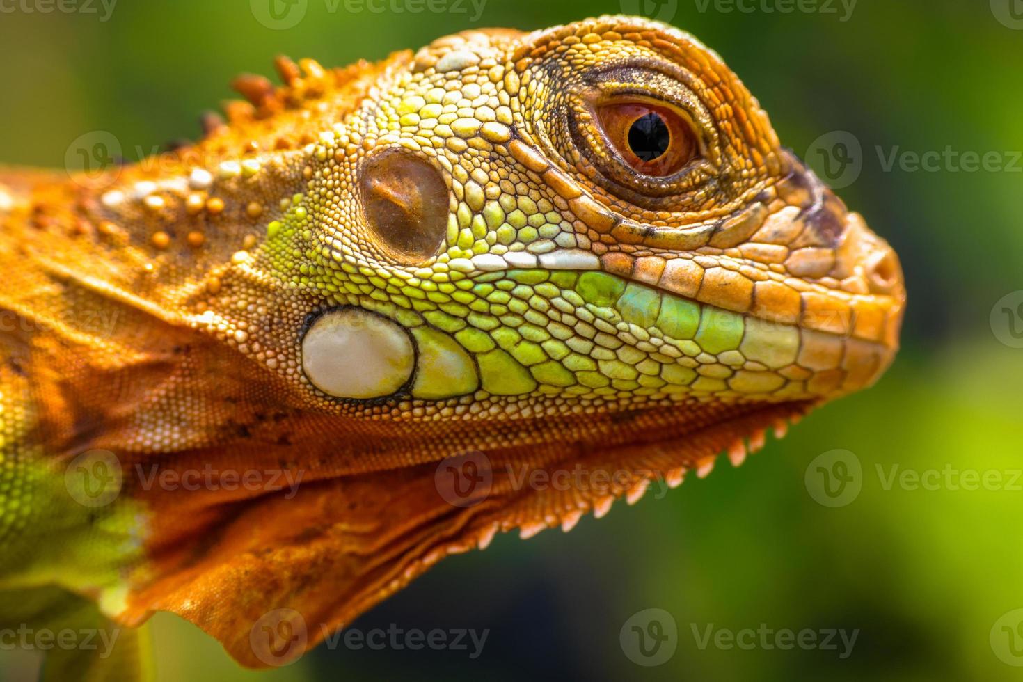 close up of super red iguana head photo