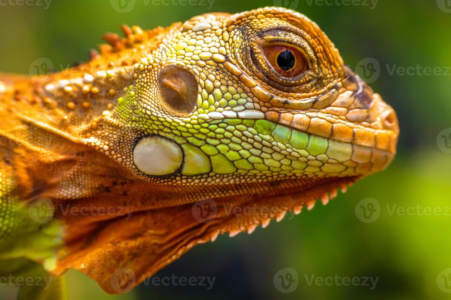 Cerca de super cabeza de iguana roja foto