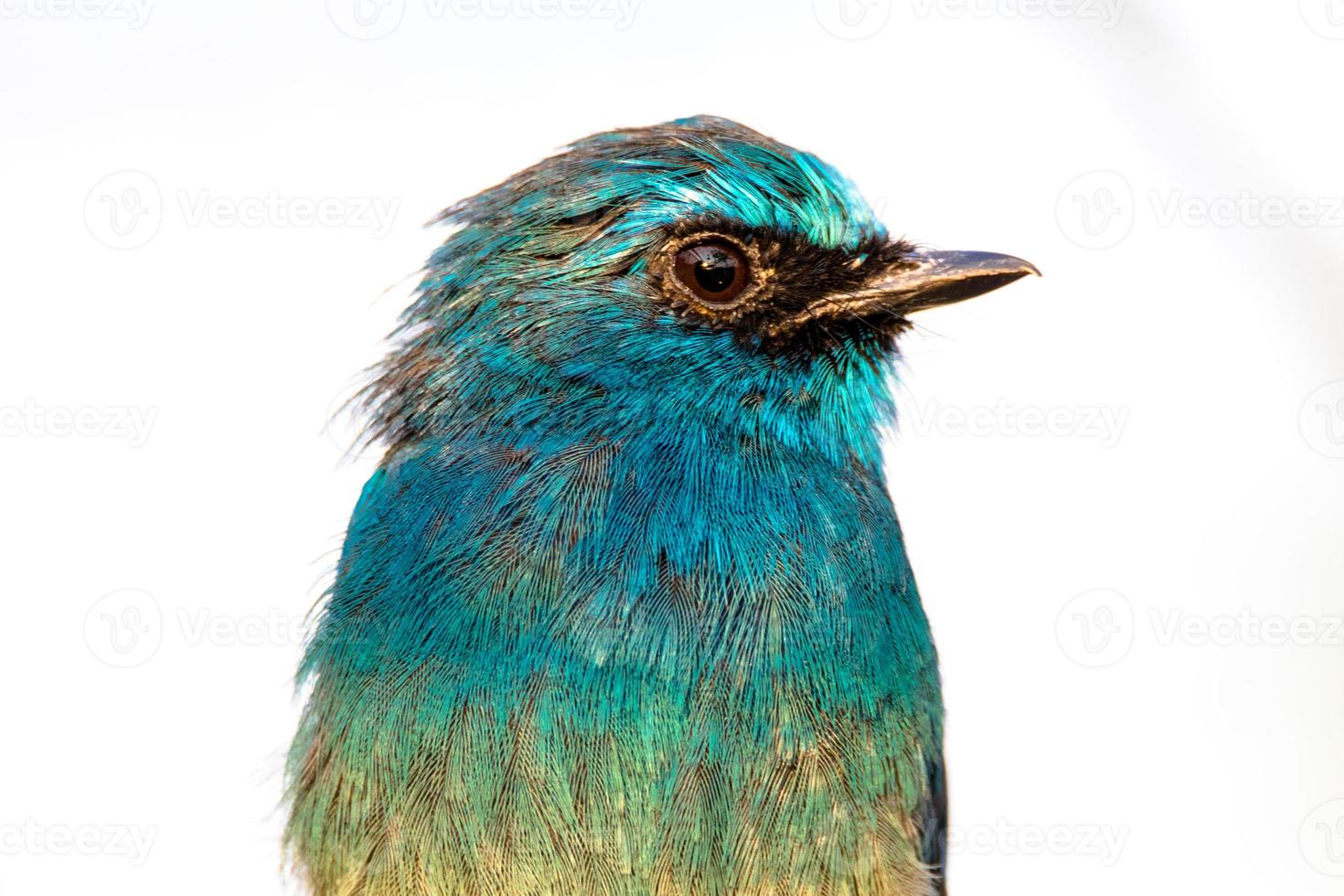 Close up of Indigo Flycatcher Eumyias indigo photo