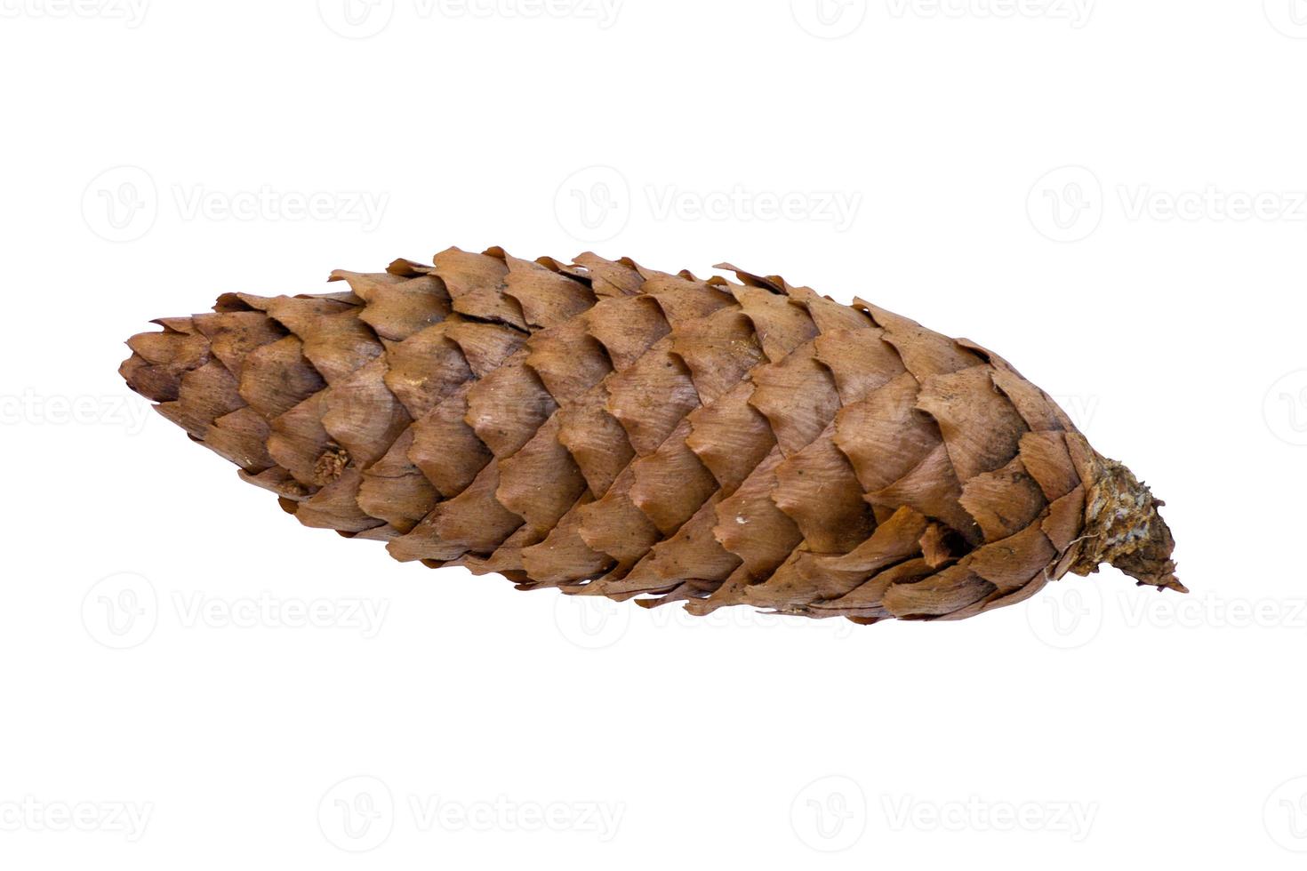 A fir a cone on a white background photo