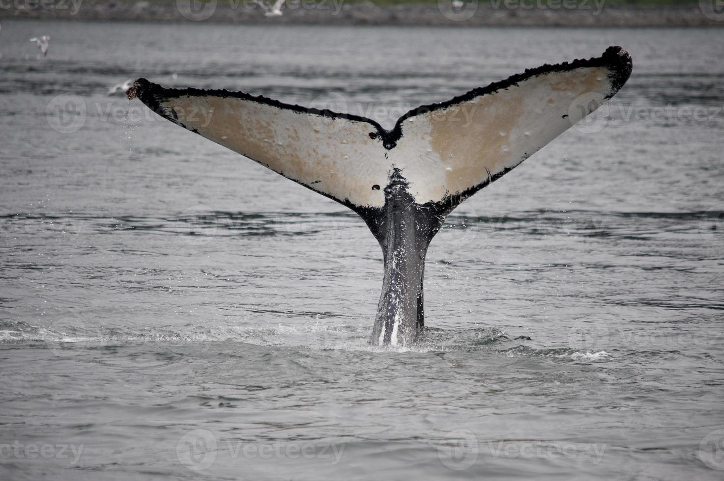 ballena jorobada con aletas blancas foto