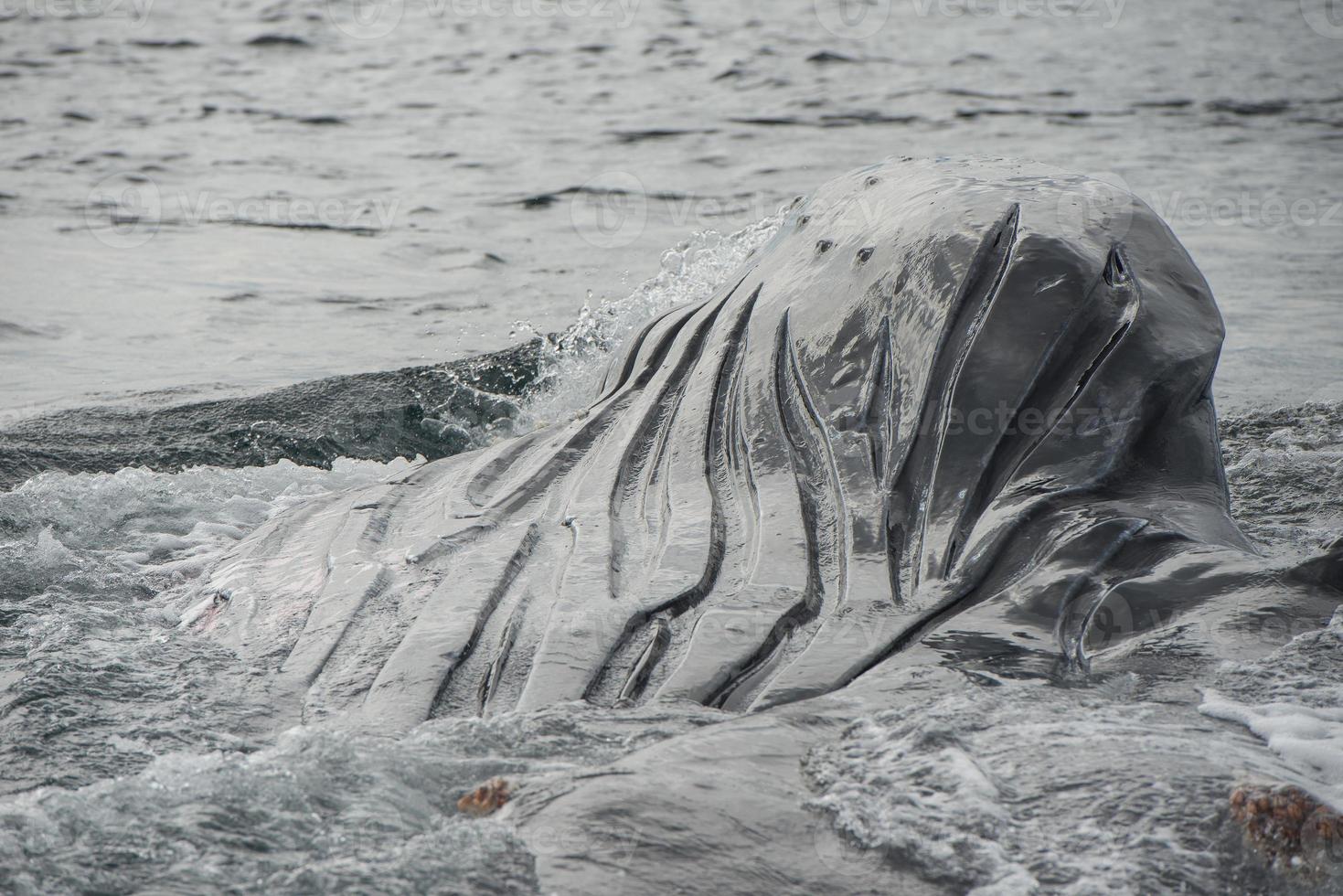 pliegues de ballena jorobada foto