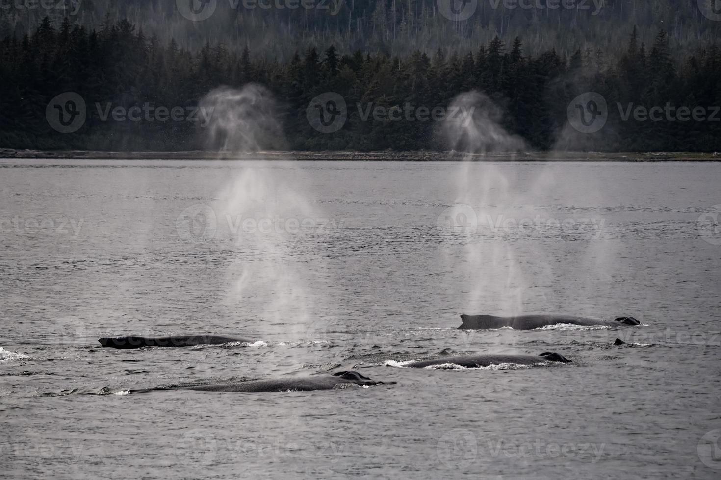 manada de ballenas jorobadas foto