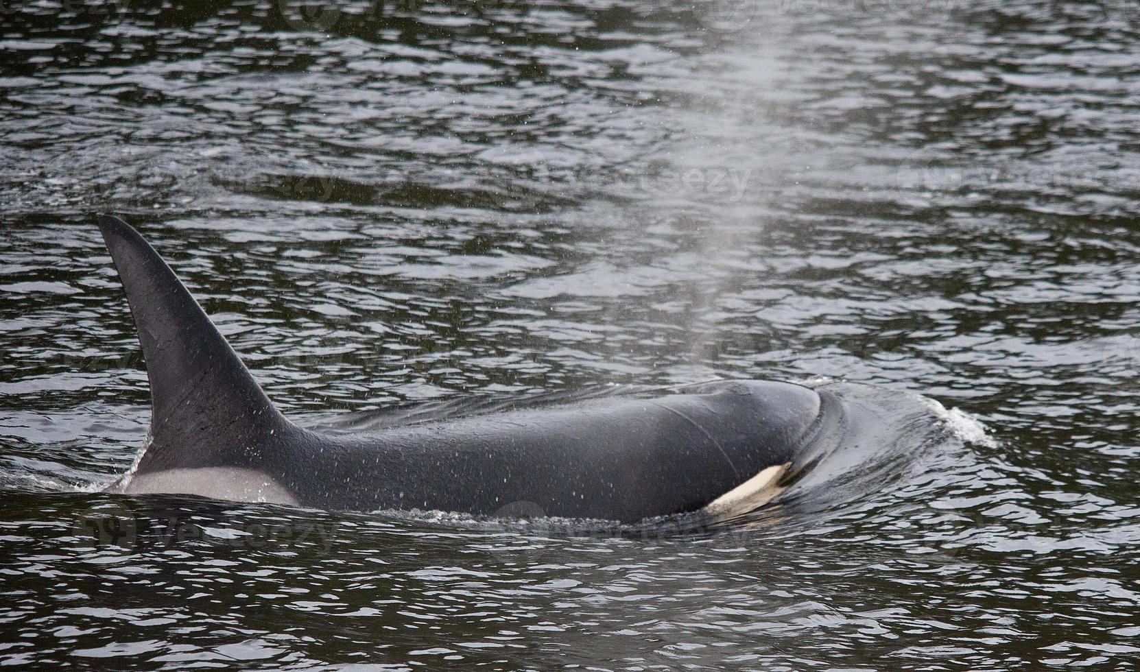 Orca Side View photo