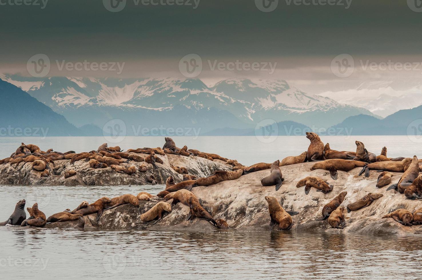 Steller Sea Lions, Glacier Bay photo