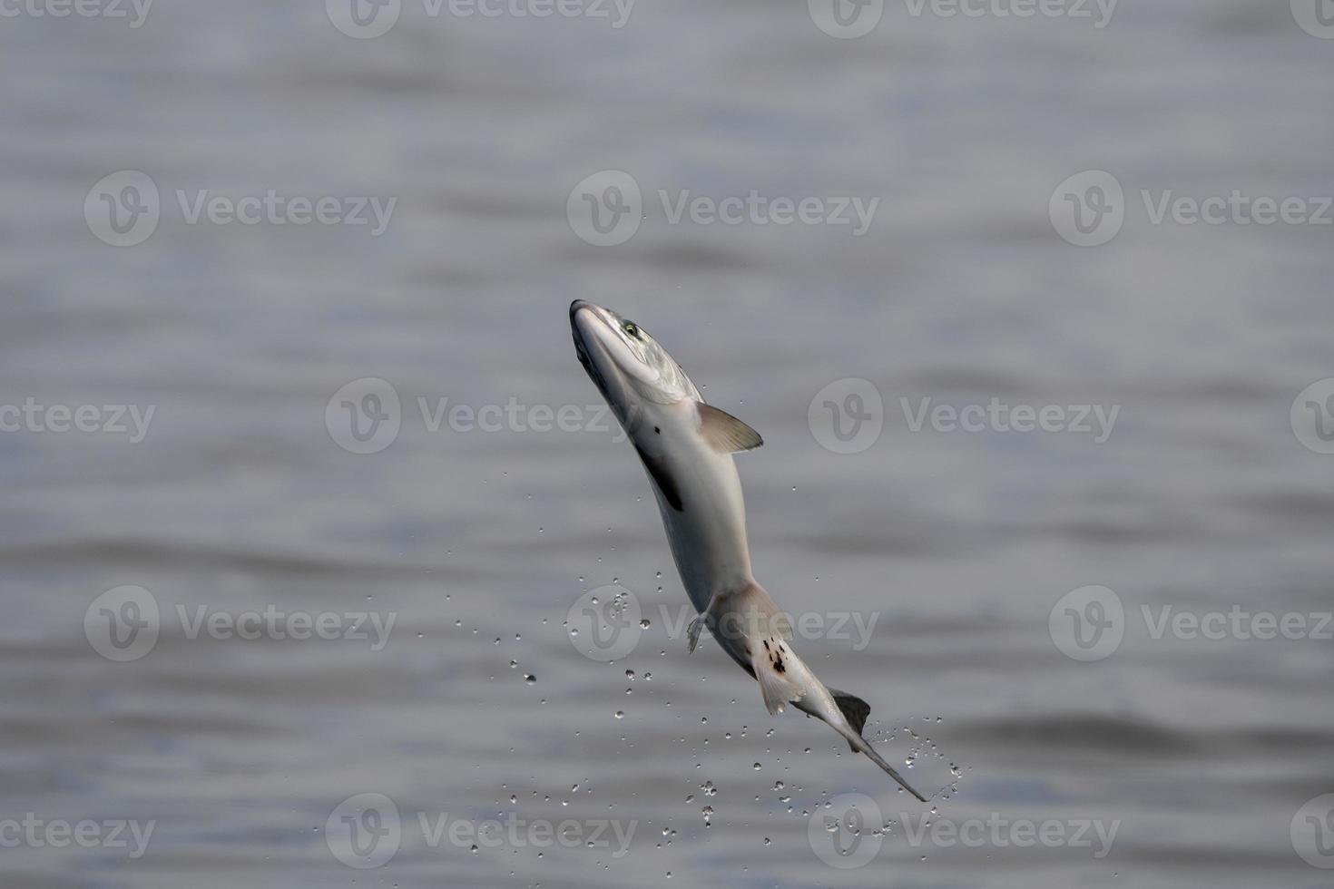 Breaching Pink Salmon photo