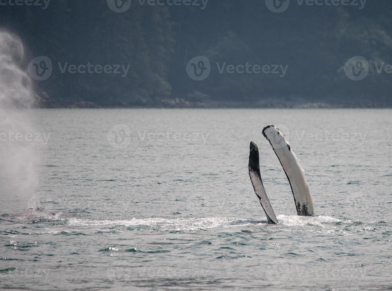 Humpback Whale Pectoral Fins photo