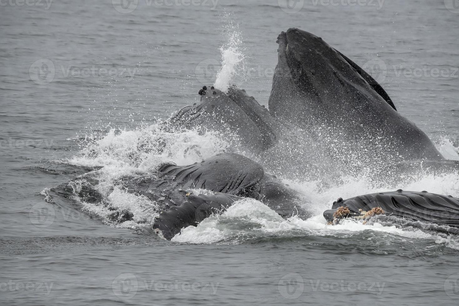 Bubble Feeding Humpback Whales, Alaska photo