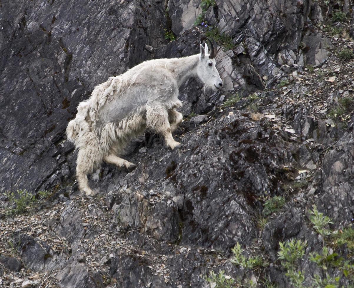 Mountain Goat Shedding Winter Coat, Glacier Bay, Alaska photo