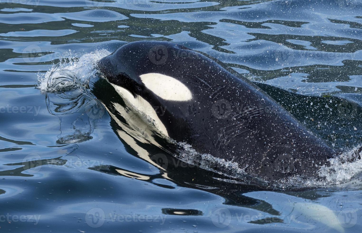 Orca Blowing Bubbles photo