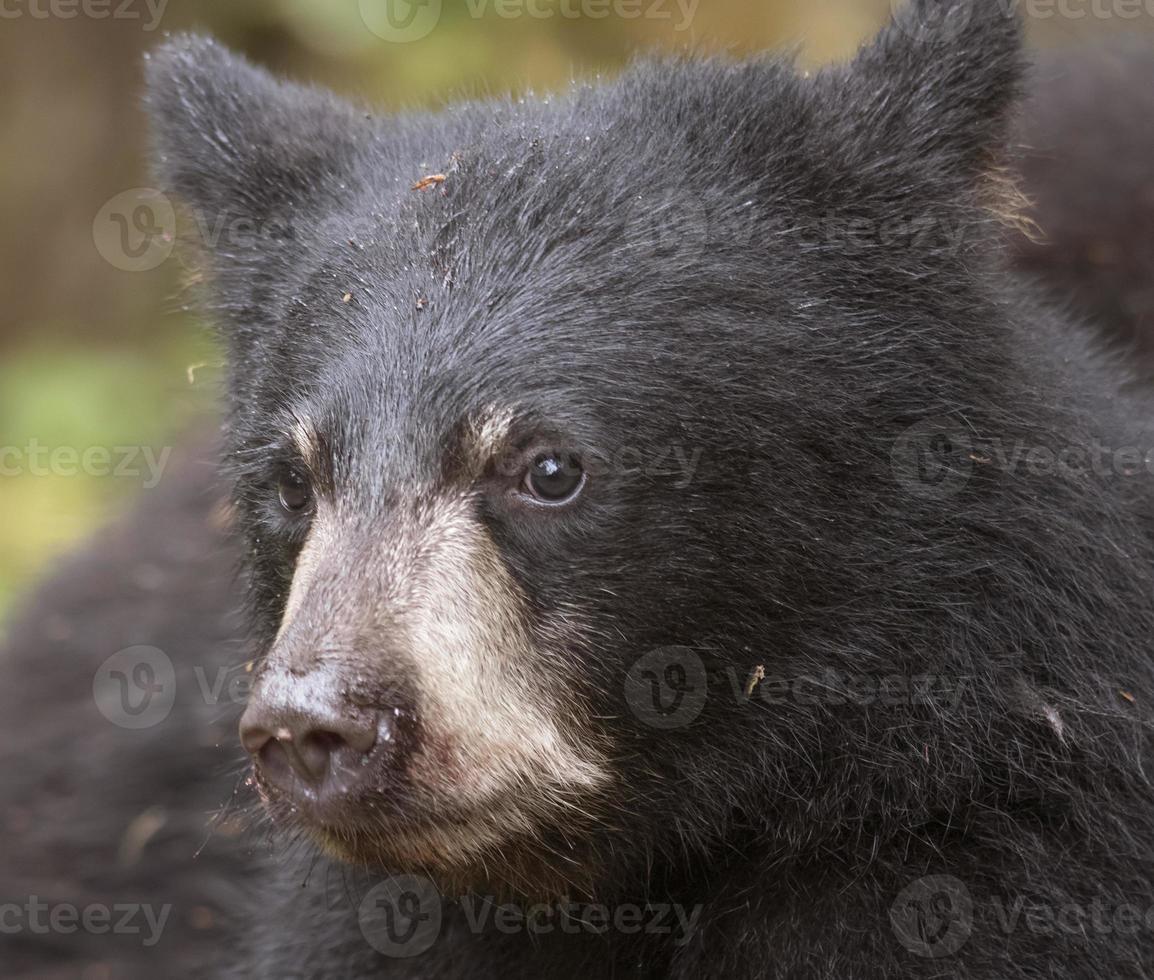 Black Bear Cub Closeup photo