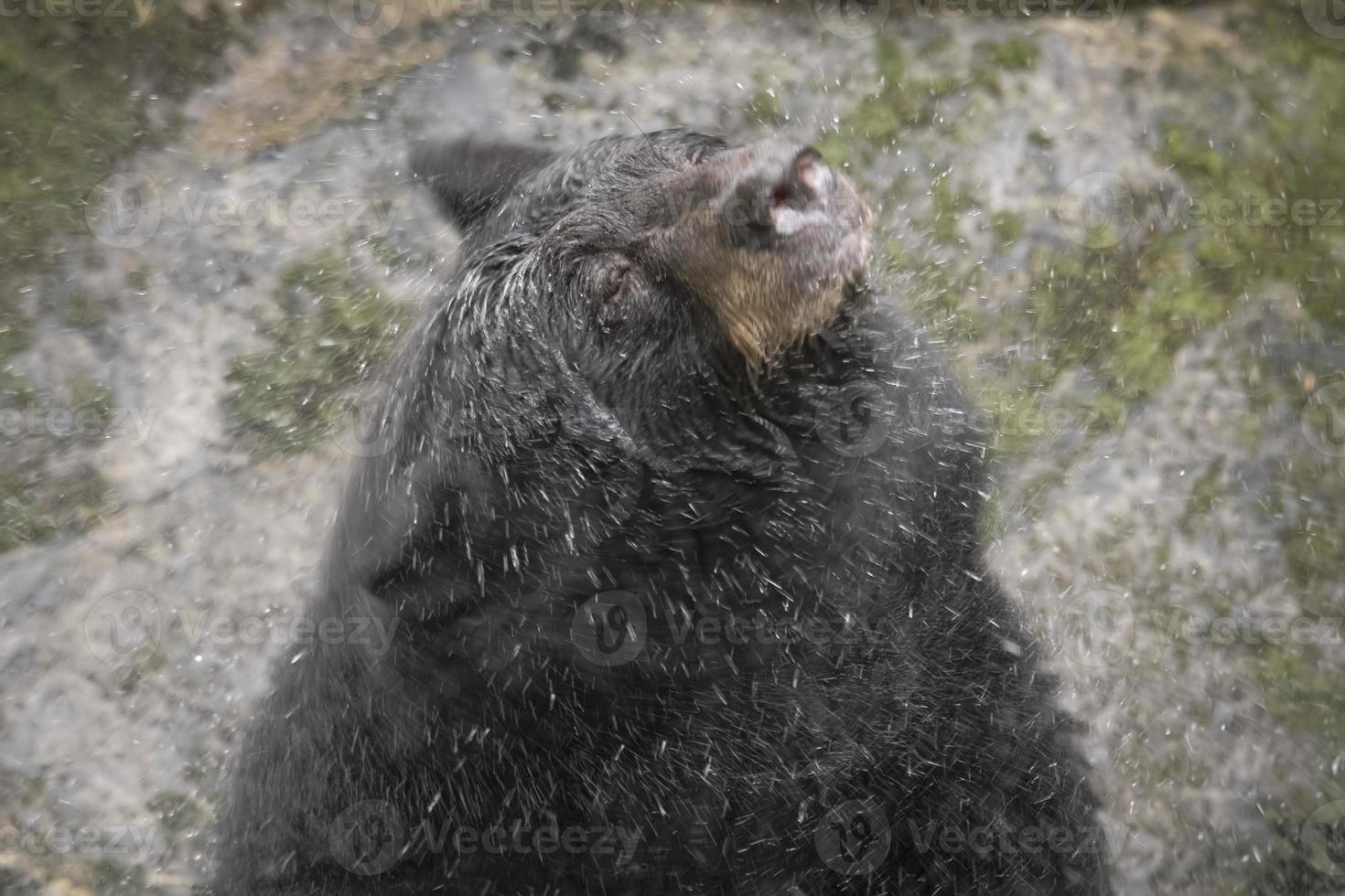 Black Bear Shaking Water photo