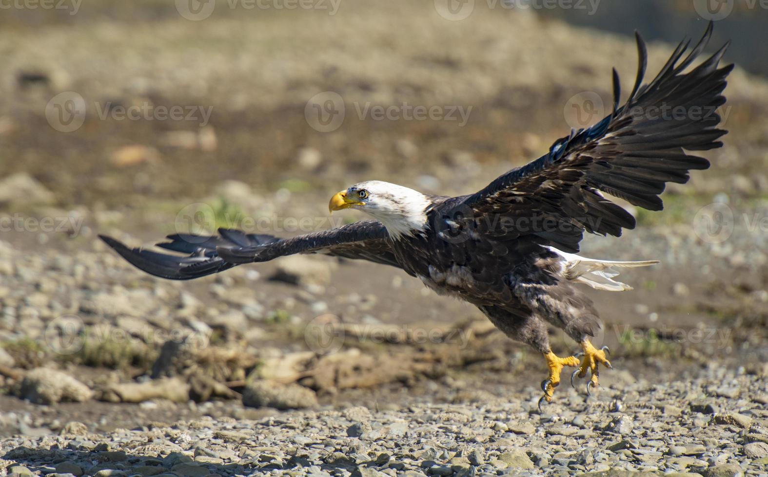 Águila calva aterrizando en puerto inesperado, Alaska foto