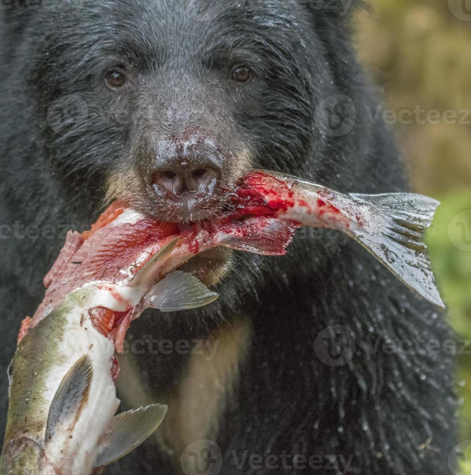 oso negro con pez sangriento catc, alaska foto