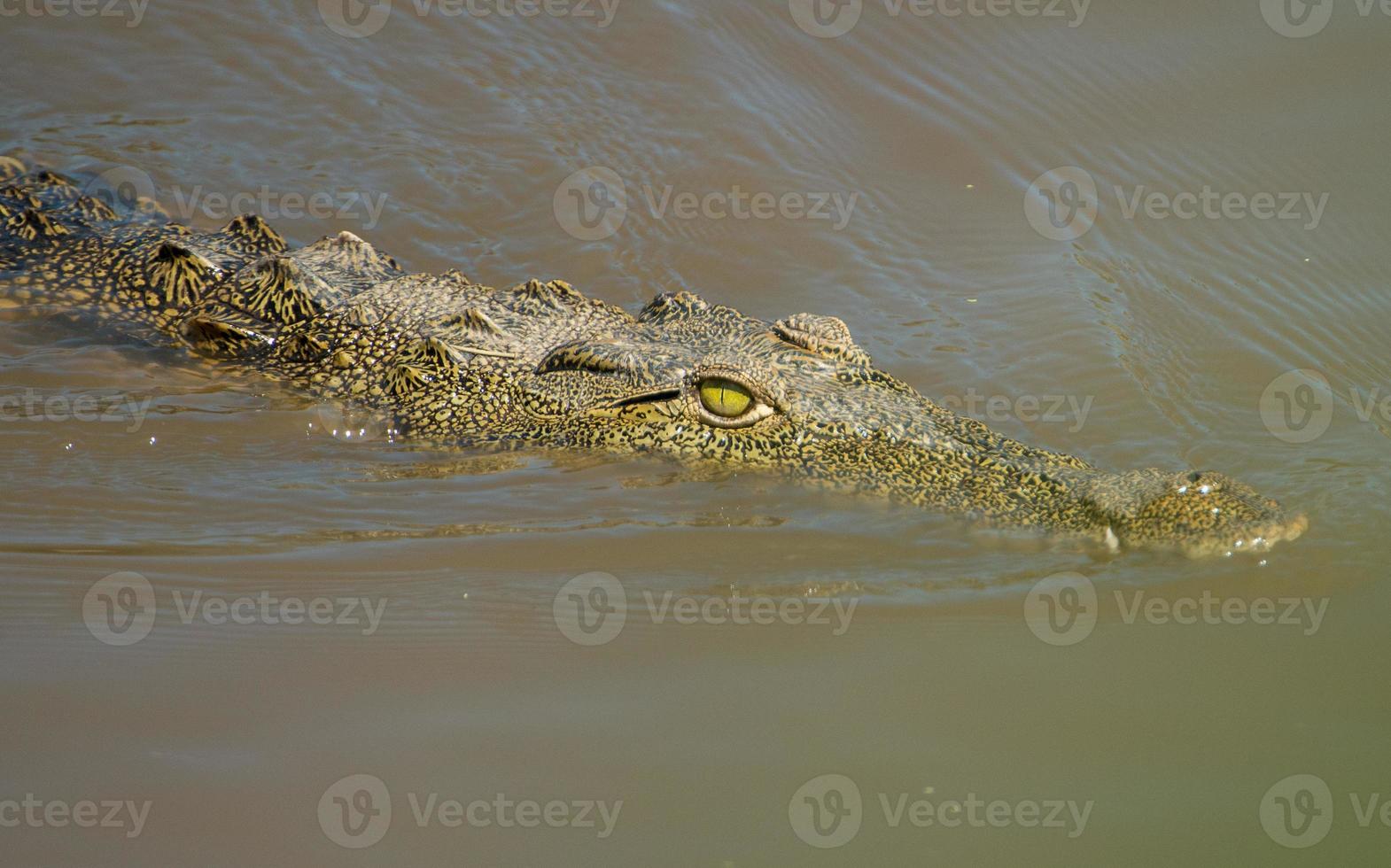 Crocodile, Serengeti, Africa photo