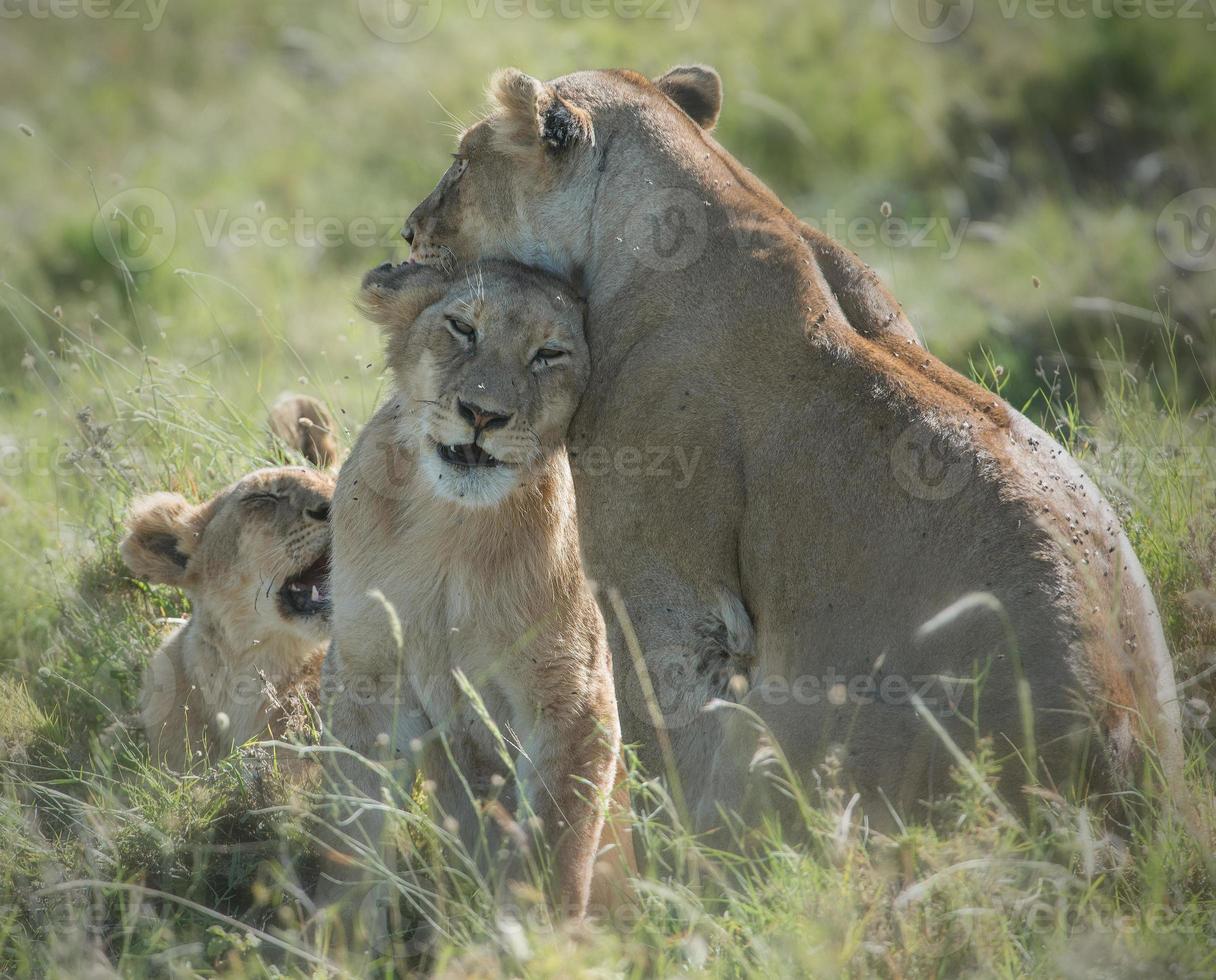 cariñosa familia de leones, serengeti foto