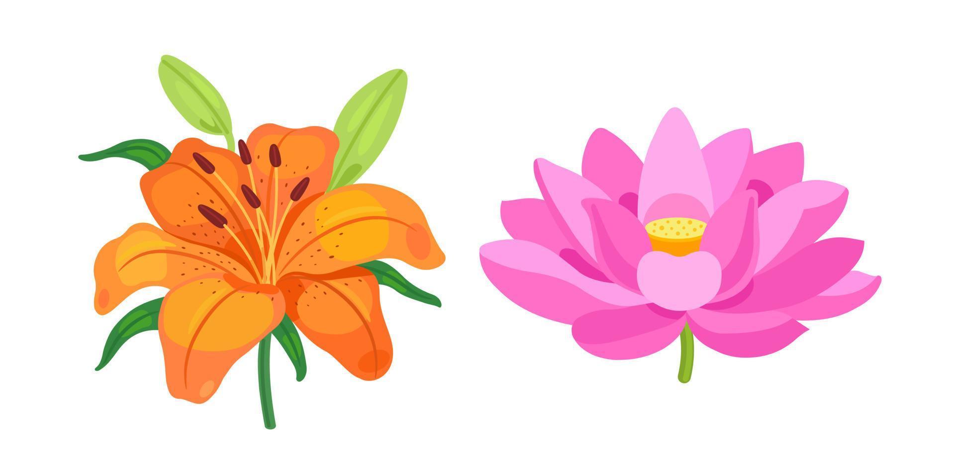 Lily and lotus. Flowers on a white background. Vector illustration