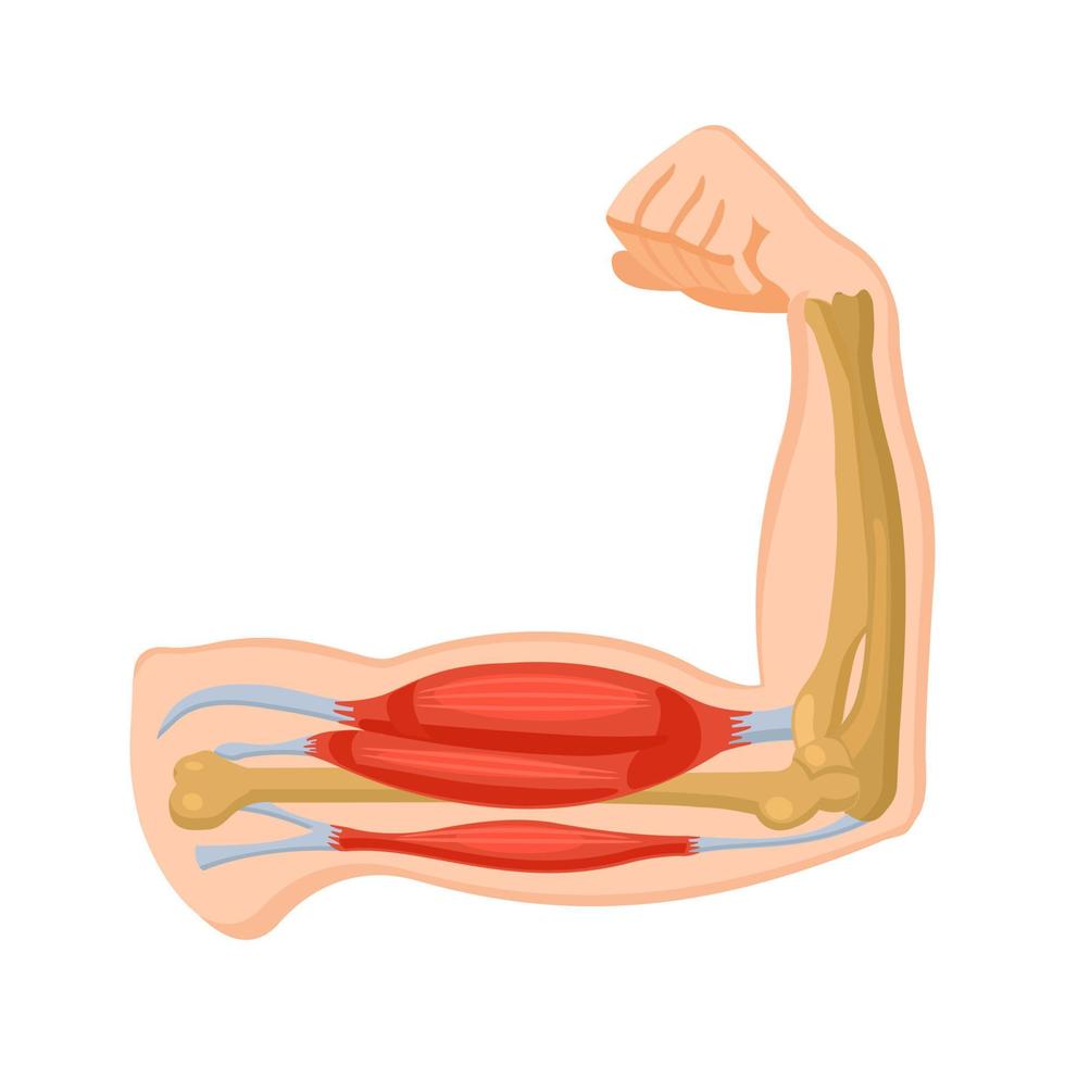 Human arm muscle. Biceps and triceps. Physiology. Vector