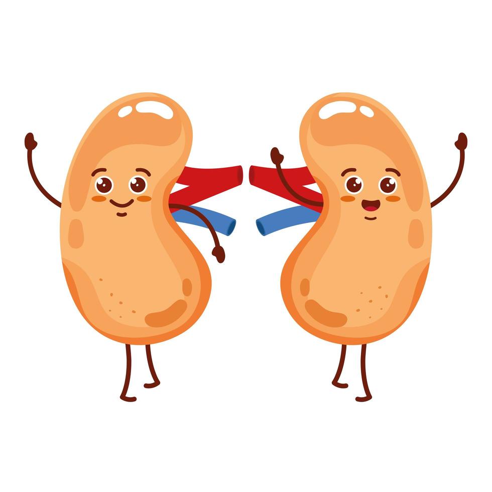 cute organs kidneys vector