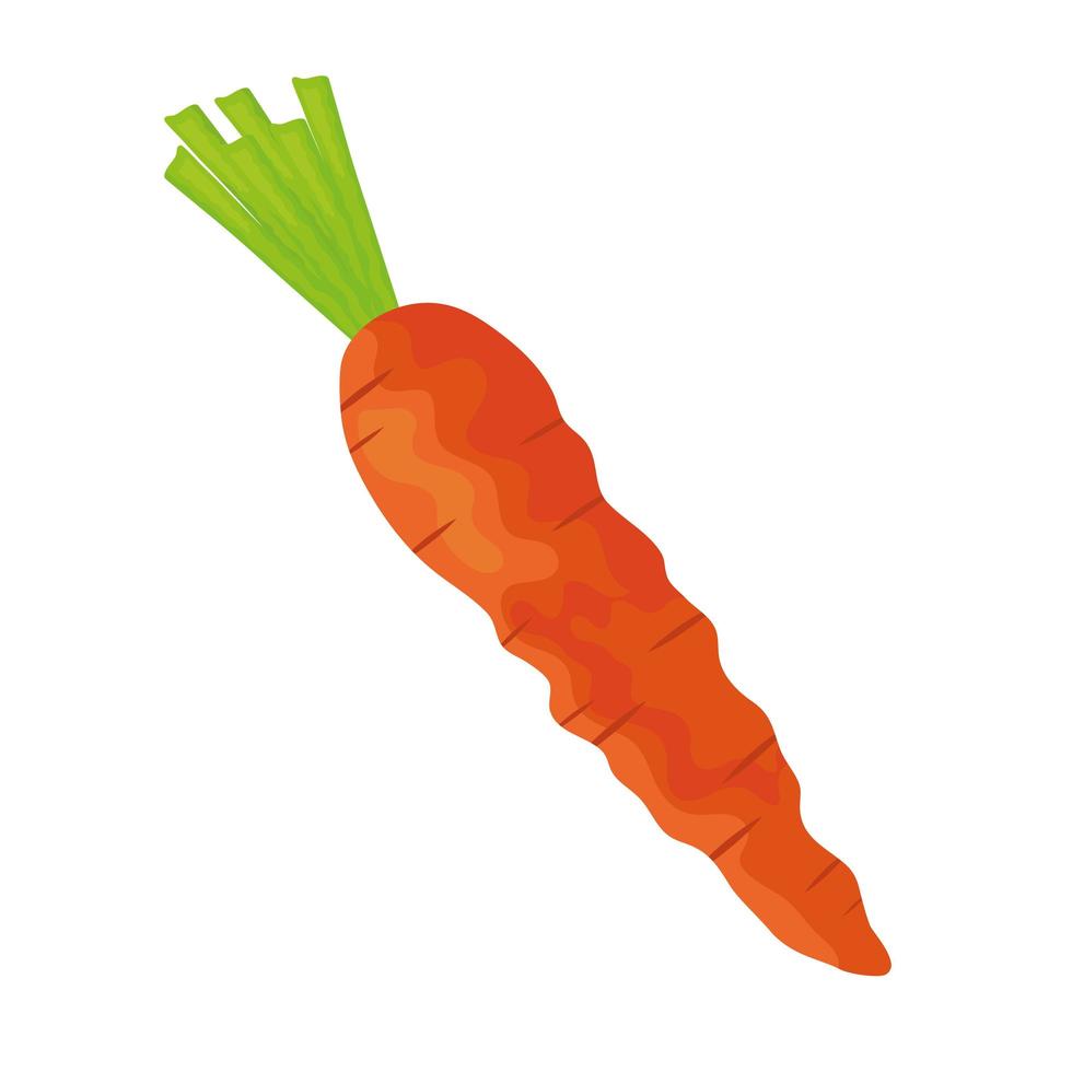 carrot fresh vegetable vector