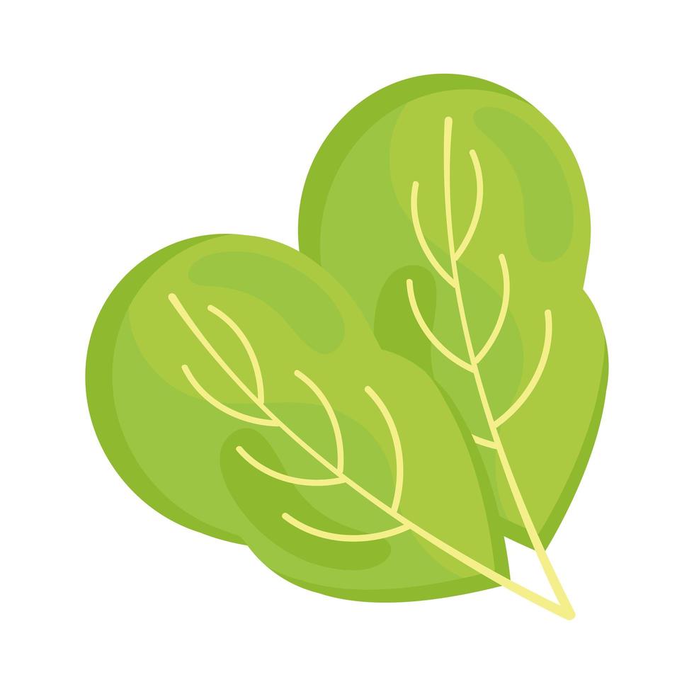 spinach leafs fresh vector