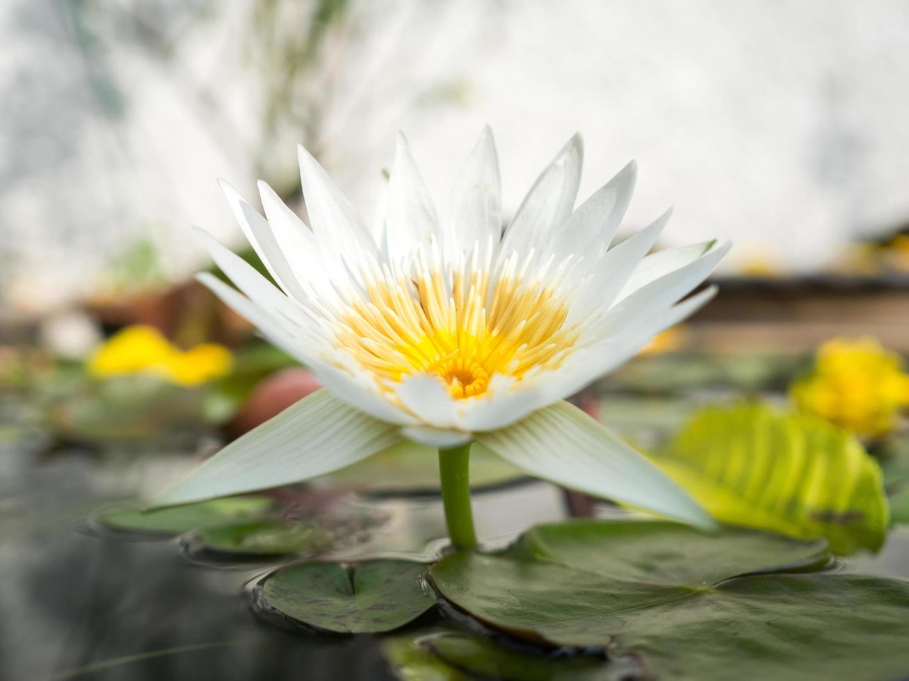 lirio de agua blanca en flor. foto