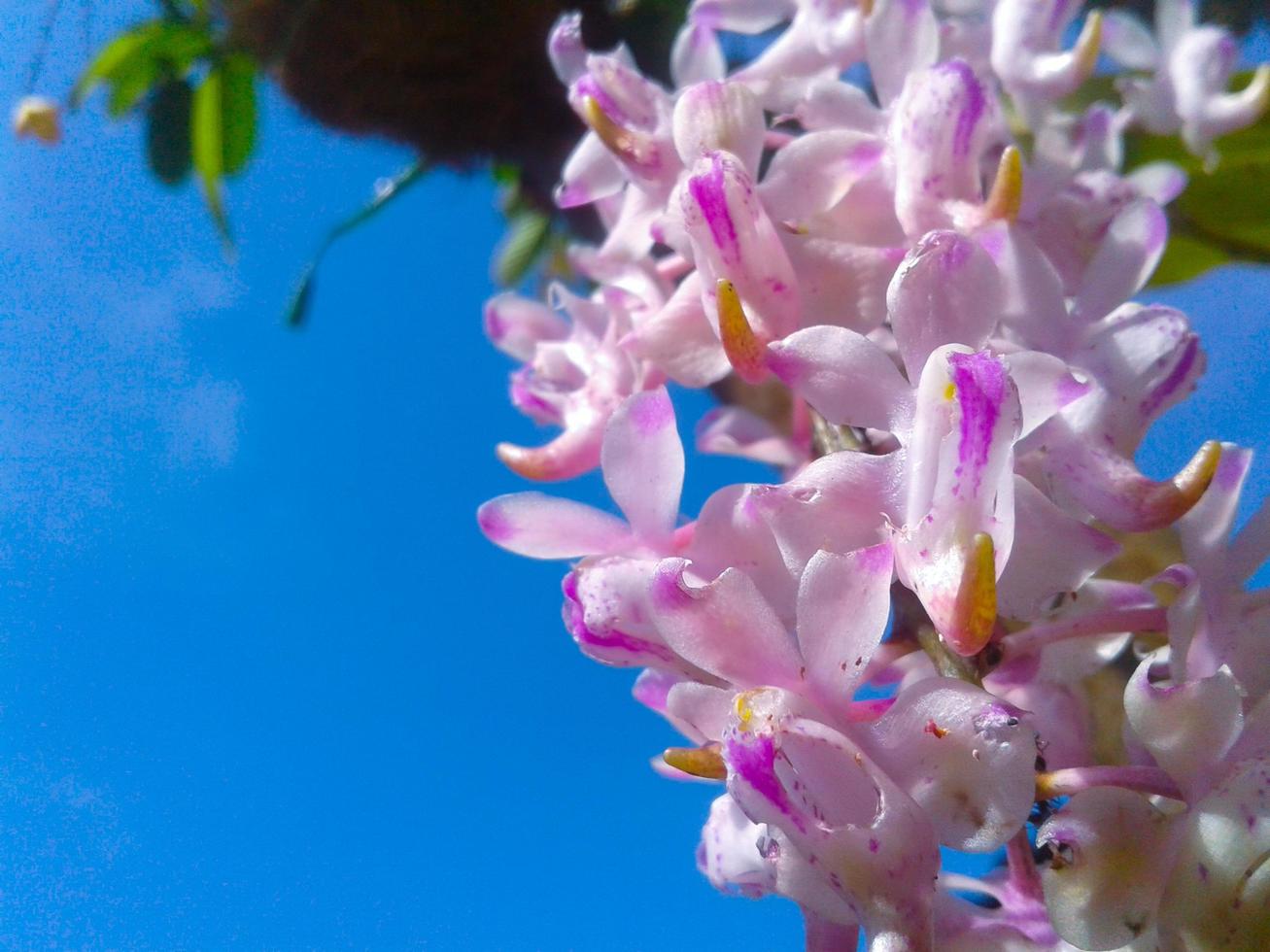 campo de flores de color púrpura en flor sobre un fondo de naturaleza foto