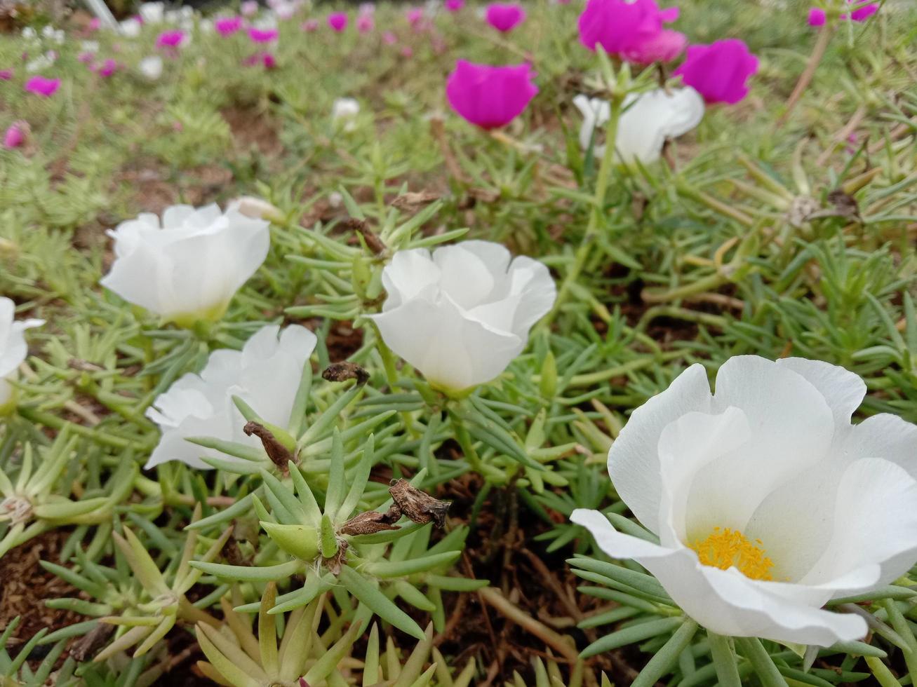 campo de flores blancas en flor sobre un fondo de naturaleza foto