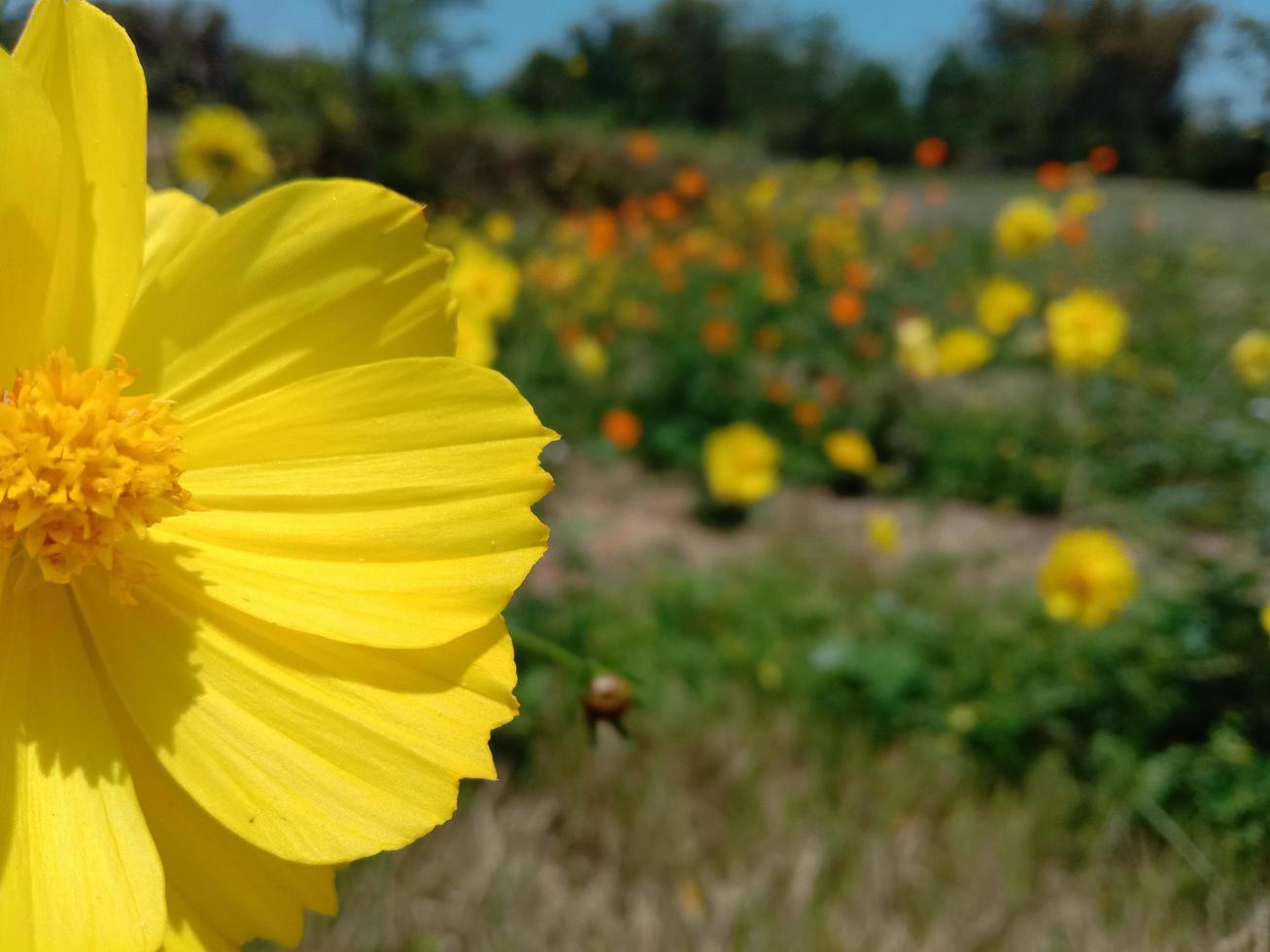 campo de flores amarillas en flor sobre un fondo de naturaleza foto