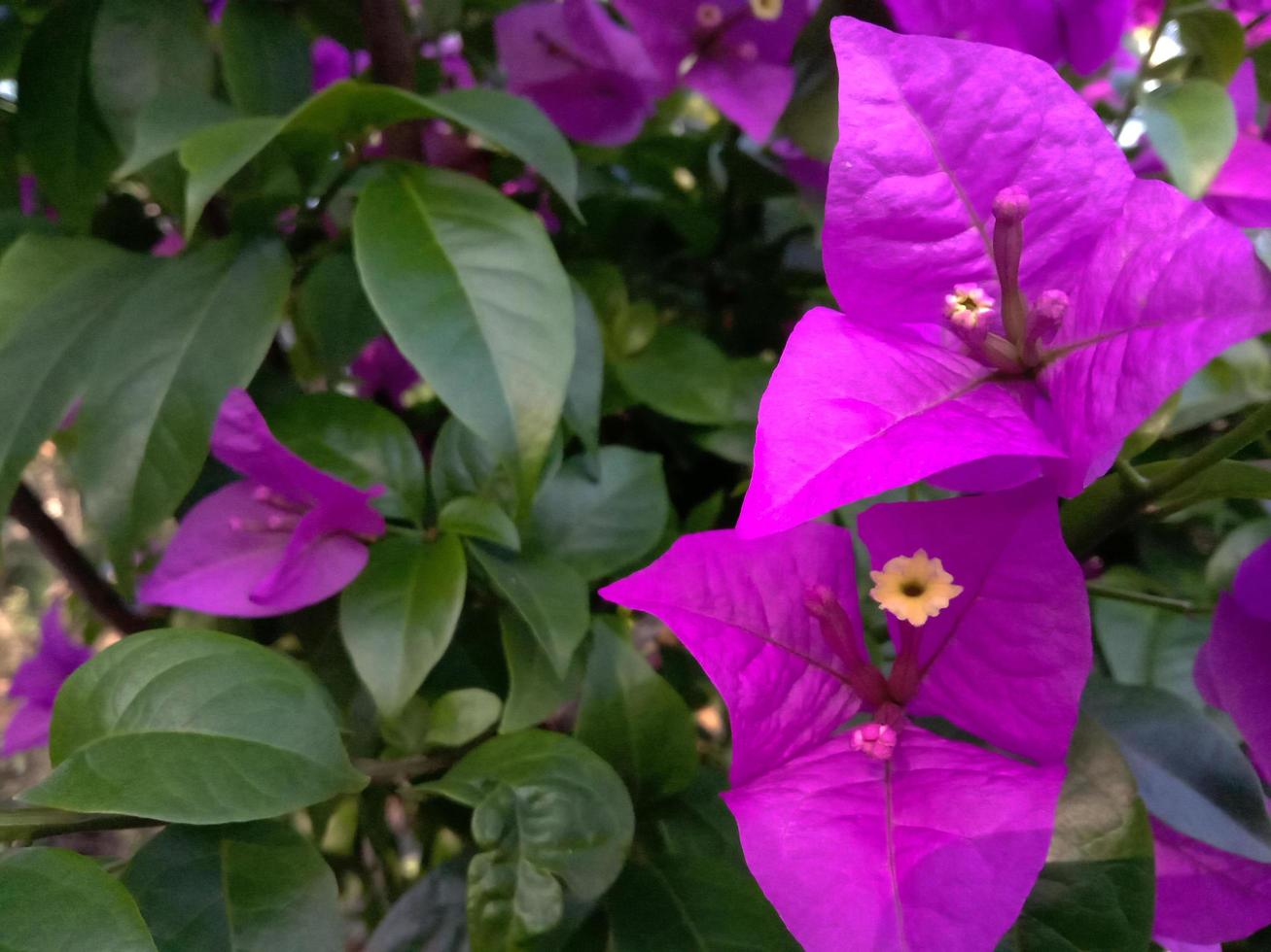 campo de flores de color púrpura en flor sobre un fondo de naturaleza foto