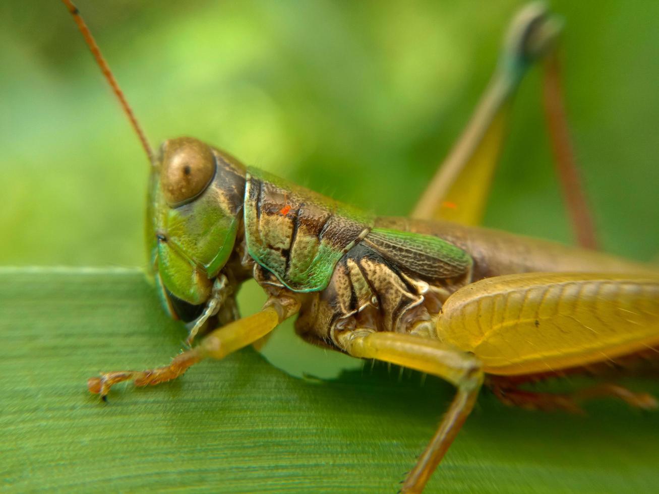 green grasshopper insects perched on the green leaves photo